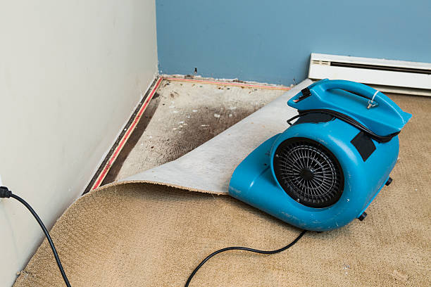 Best Flood damage cleanup  in Bernie, MO